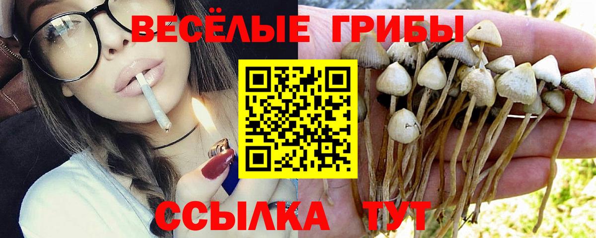 Видное  Псилоцибиновые грибы Psilocybe  Галлюциногенные грибы Psilocybe  Вход с VPN 